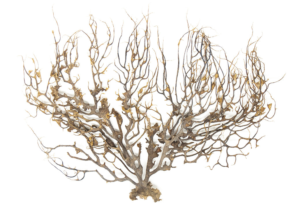 Natural Coral Sea Fan Décor