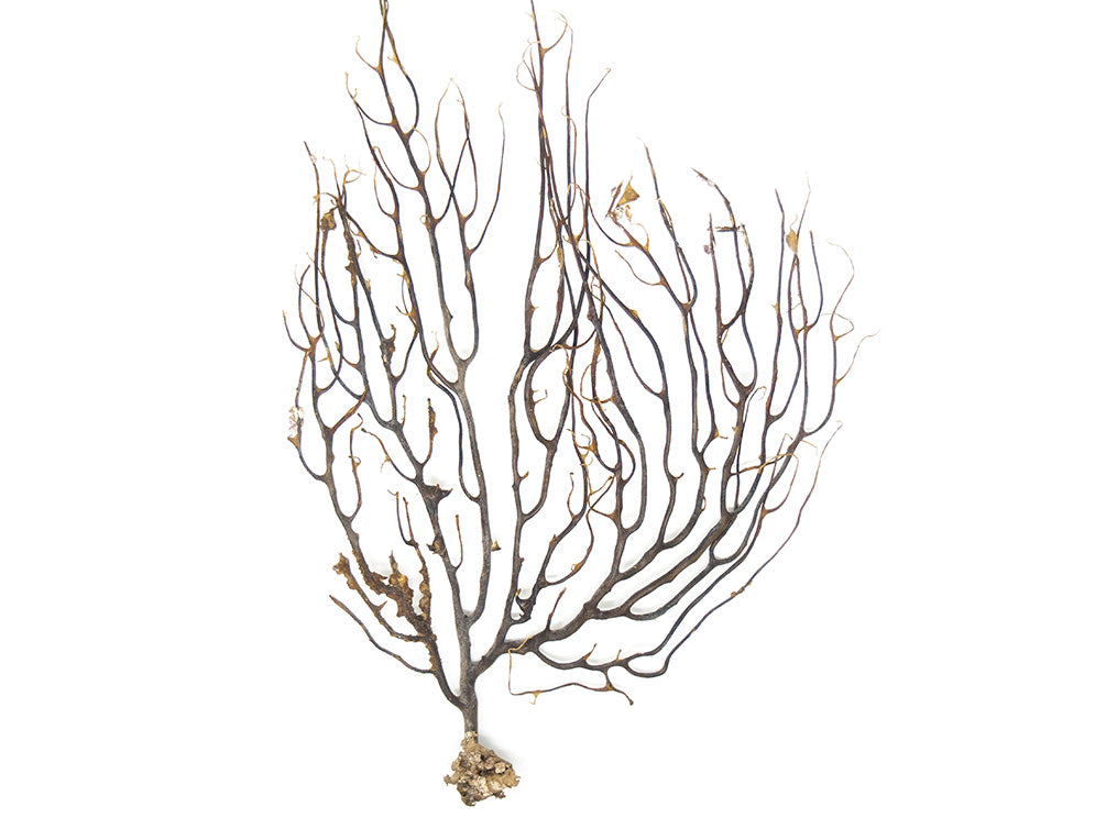 Natural Coral Sea Fan Décor