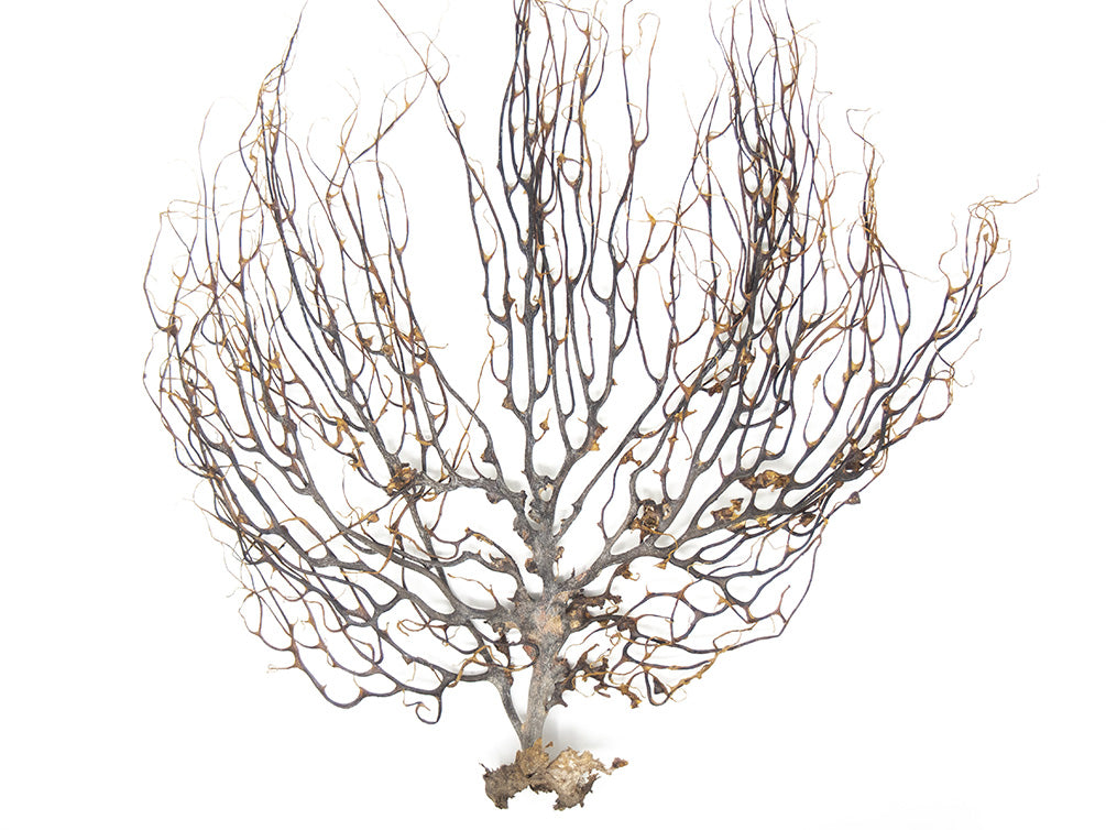 Natural Coral Sea Fan Décor