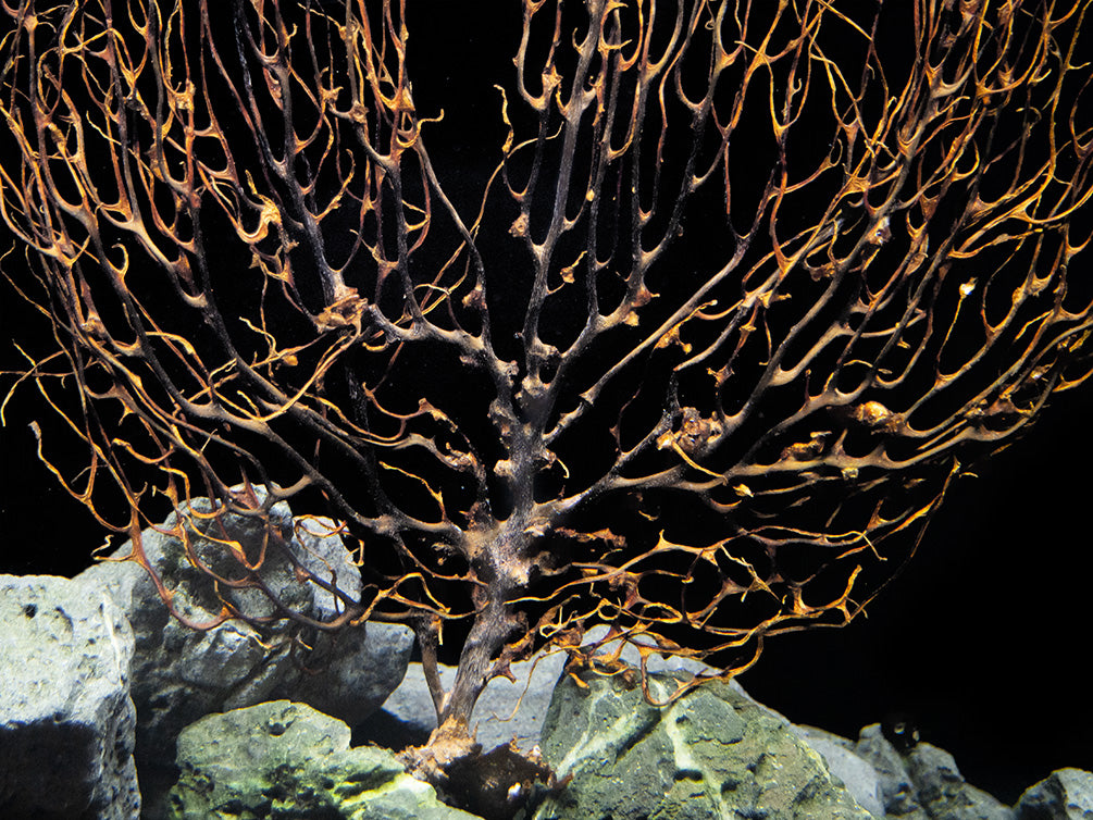 Natural Coral Sea Fan Décor