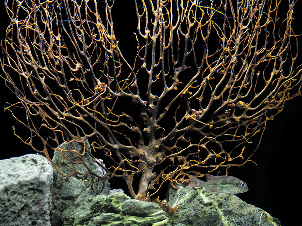 Natural Coral Sea Fan Décor