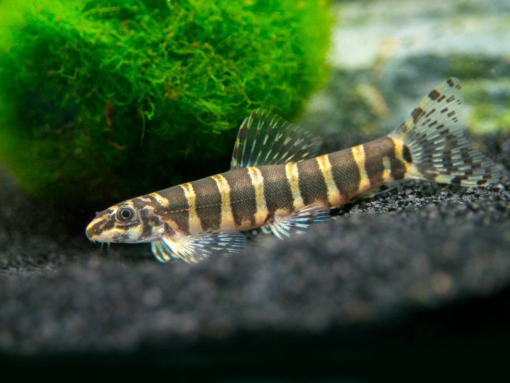 Serpent Loach/Botia (Serpenticobitis octozona)