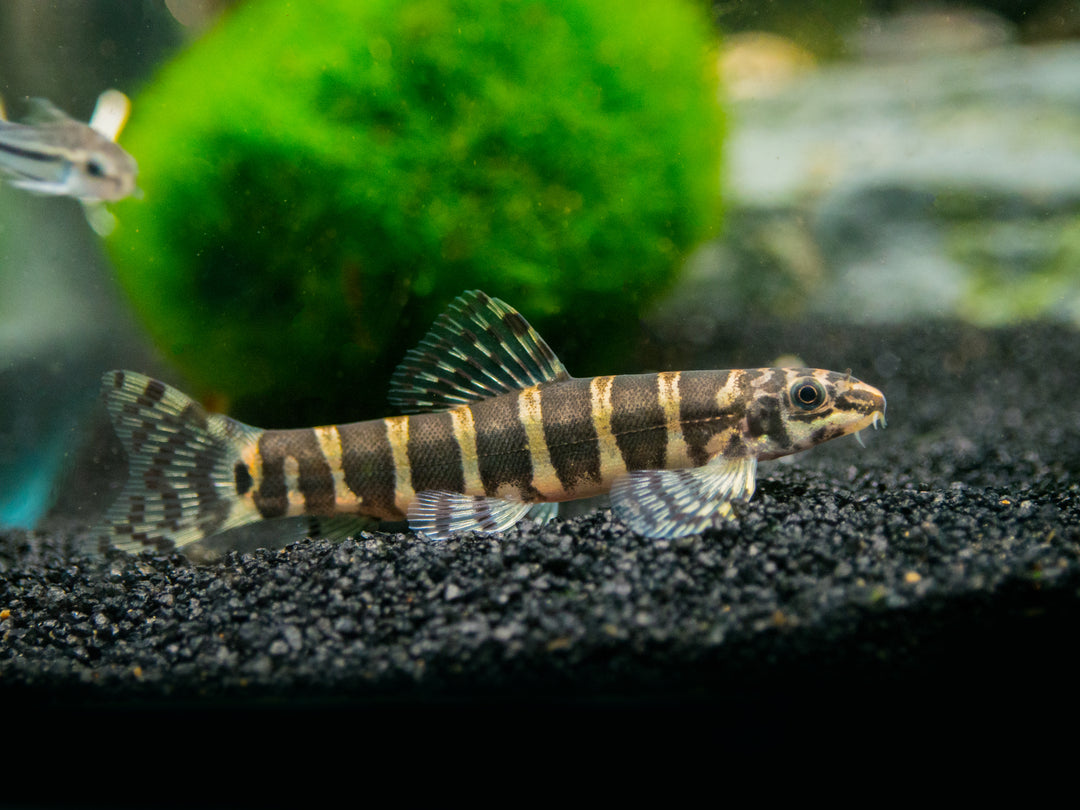 Serpent Loach/Botia (Serpenticobitis octozona)