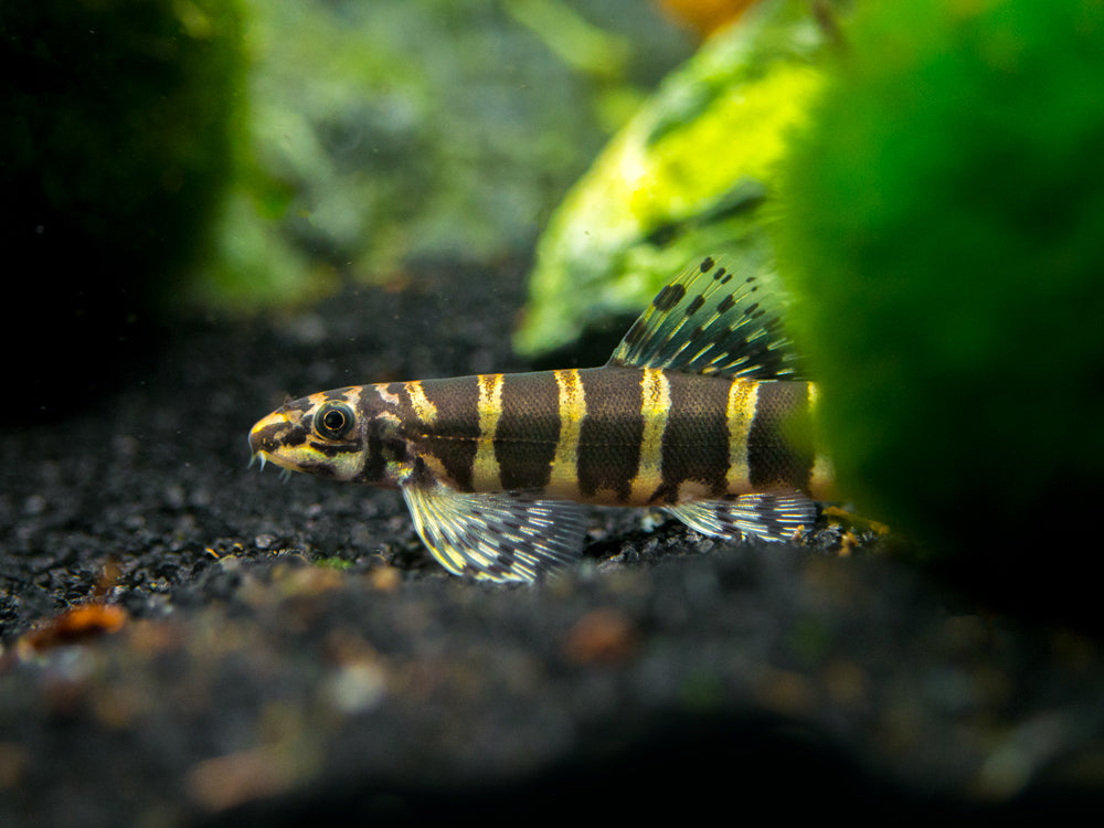 Serpent Loach/Botia (Serpenticobitis octozona)