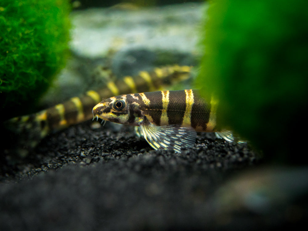 Serpent Loach/Botia (Serpenticobitis octozona)