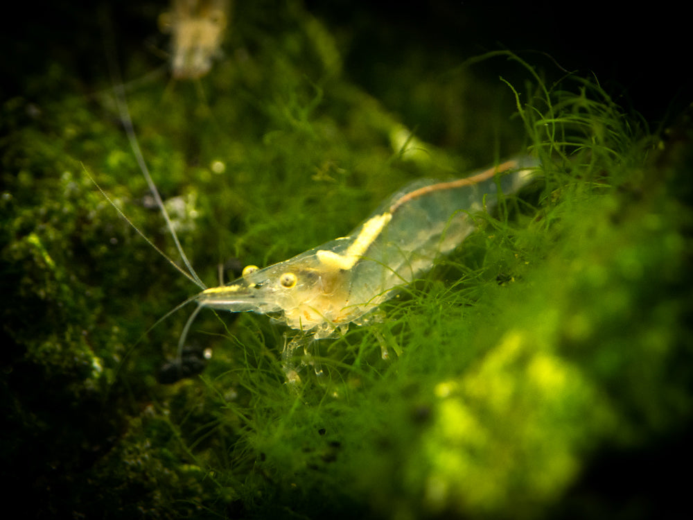 Short Nose Algae Shrimp (Caridina longirostris)