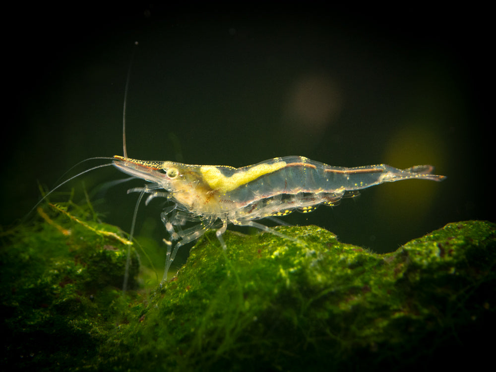 Short Nose Algae Shrimp (Caridina longirostris)