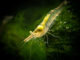 Short Nose Algae Shrimp (Caridina longirostris)