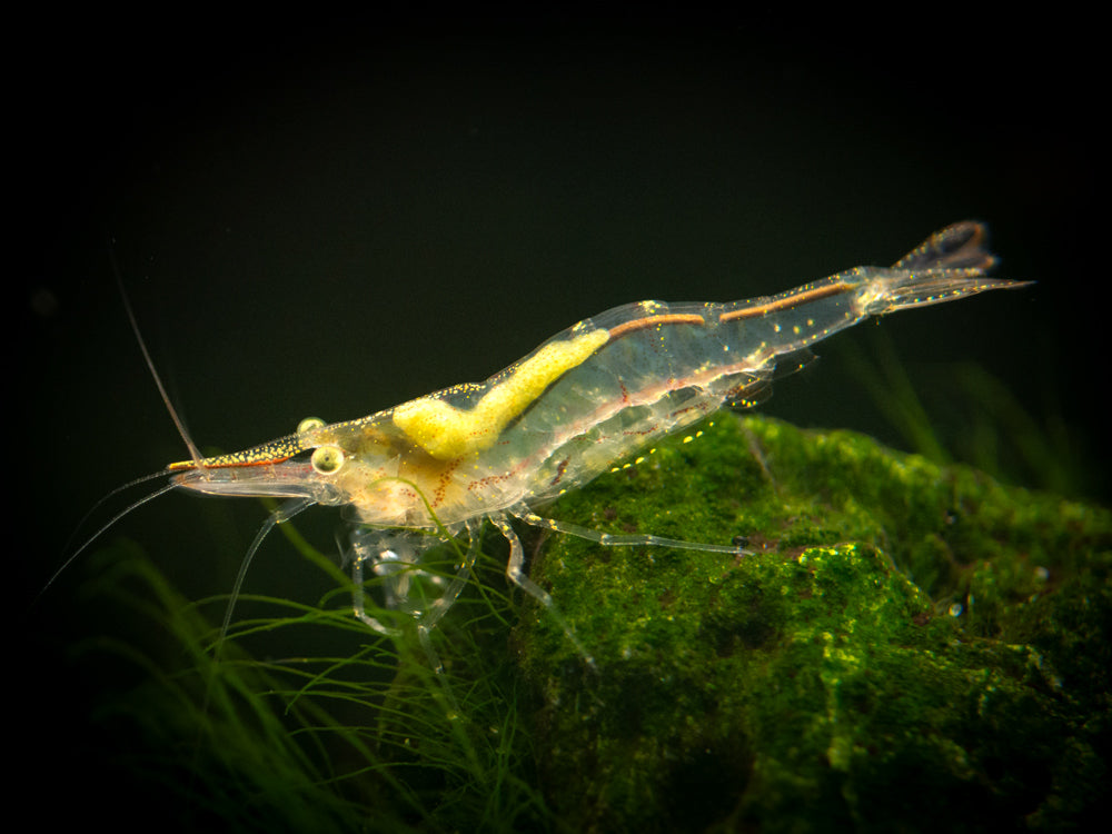 Short Nose Algae Shrimp (Caridina longirostris)