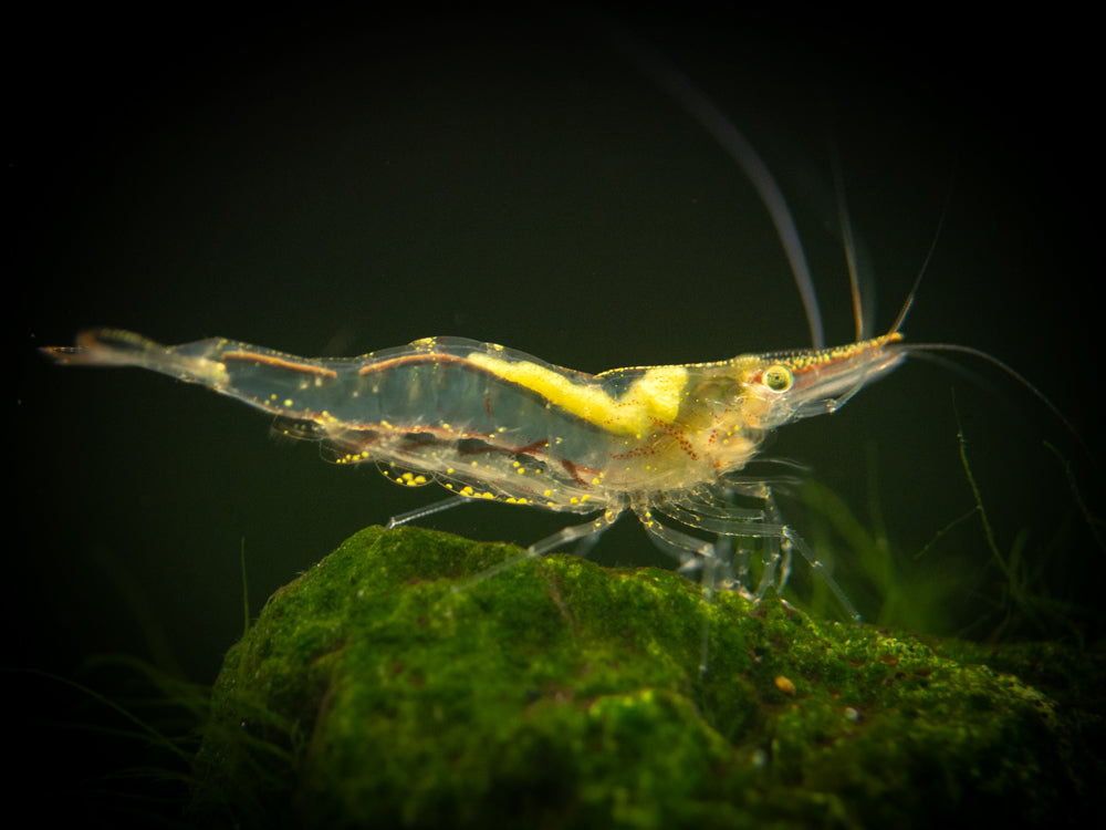 Short Nose Algae Shrimp (Caridina longirostris)