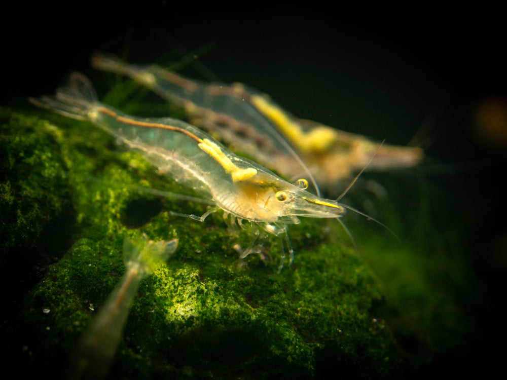 Short Nose Algae Shrimp (Caridina longirostris)