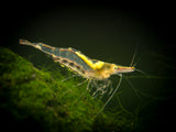 Short Nose Algae Shrimp (Caridina longirostris)