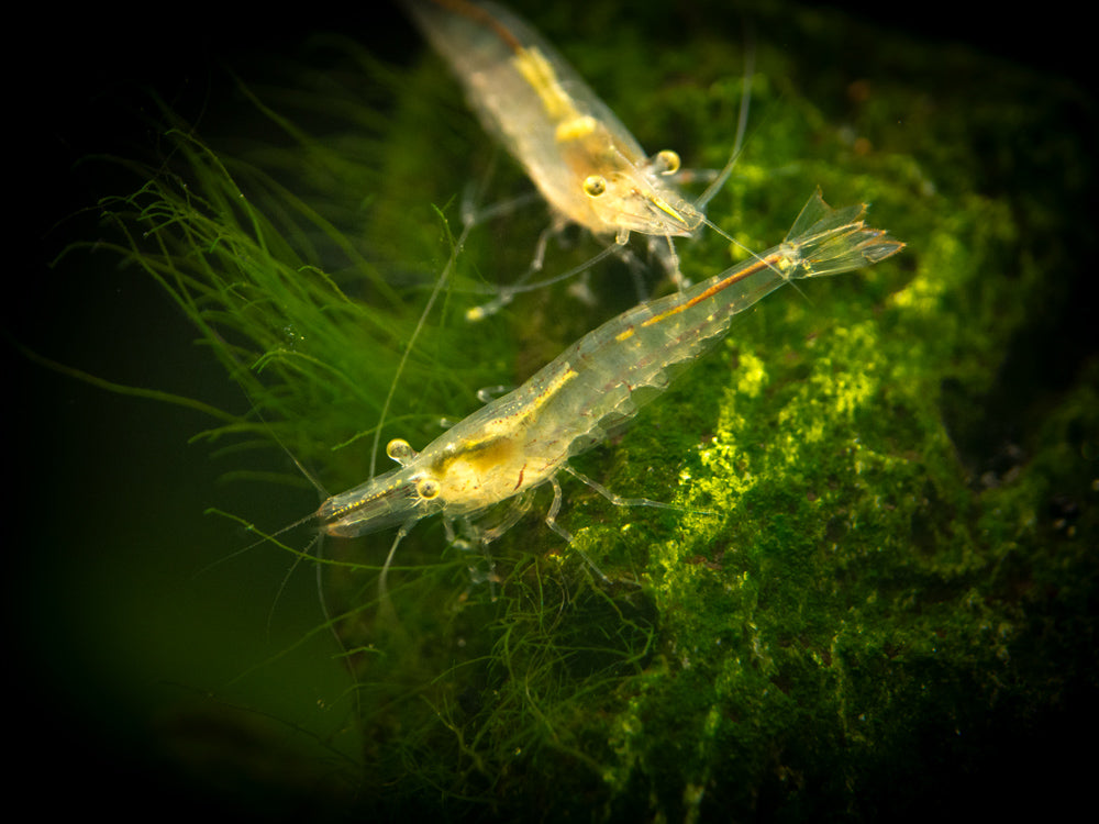 Short Nose Algae Shrimp (Caridina longirostris)