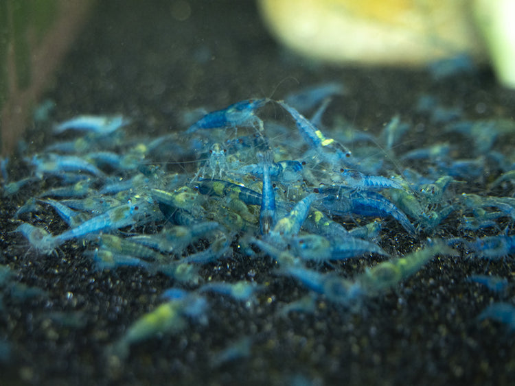 freshwater shrimp food 