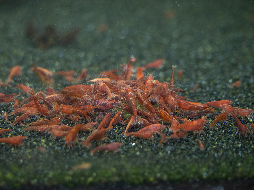 breeding shrimp food 