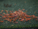 breeding shrimp food 