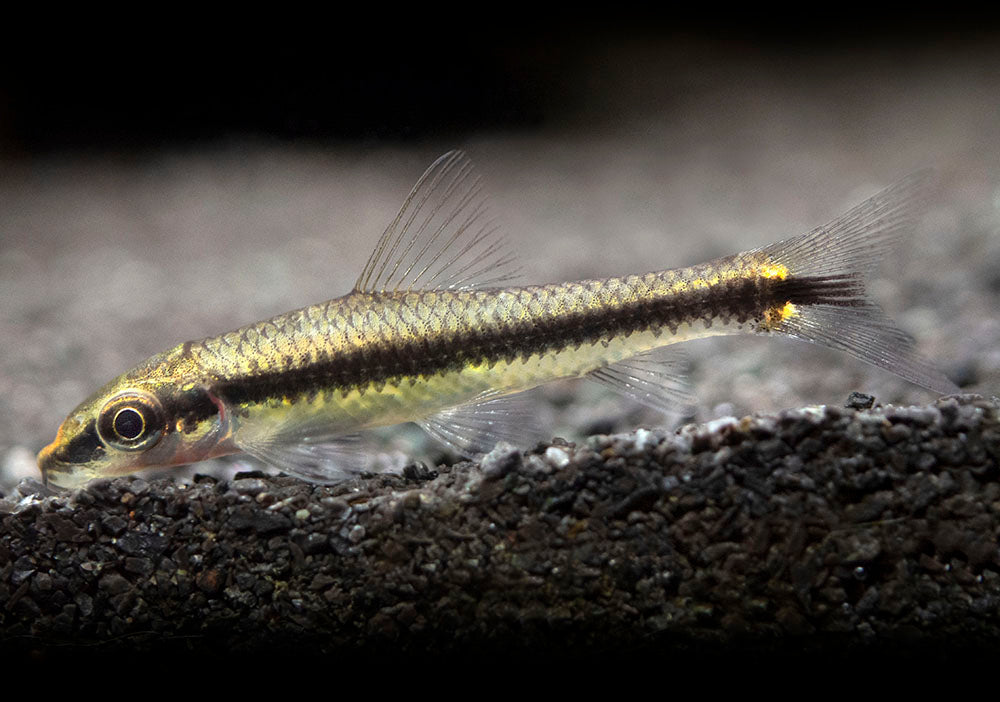 Siamese Algae Eater for sale