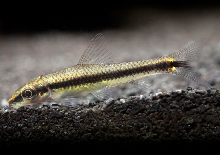 Siamese Algae Eater for sale