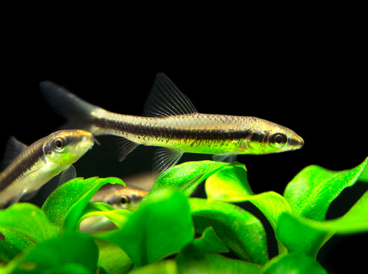 Siamese Algae Eater for sale 