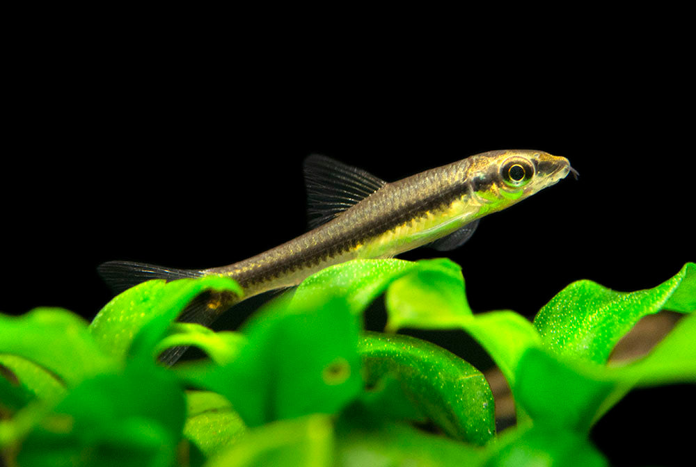 Siamese Algae Eater for sale