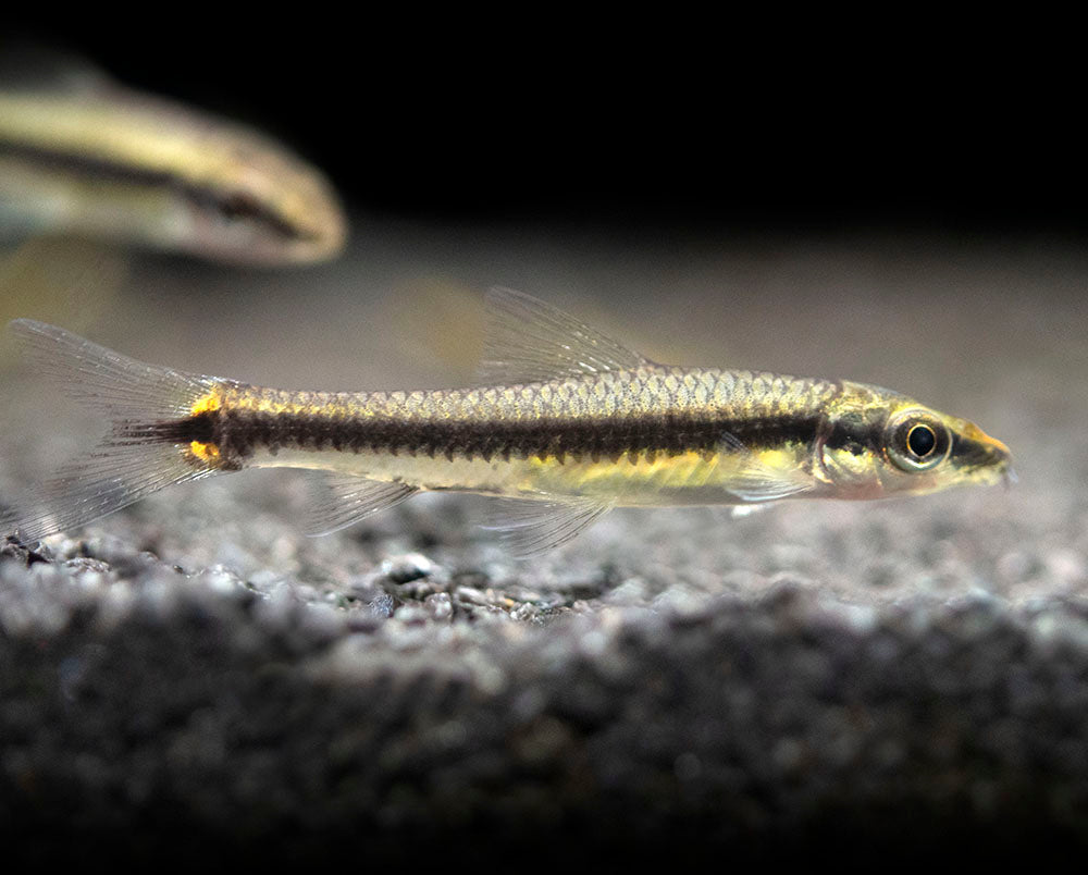 Siamese Algae Eater Breeding Siamese Algae Eater Breeding