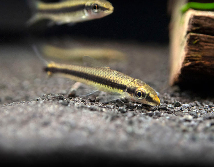 Siamese Algae Eater for sale