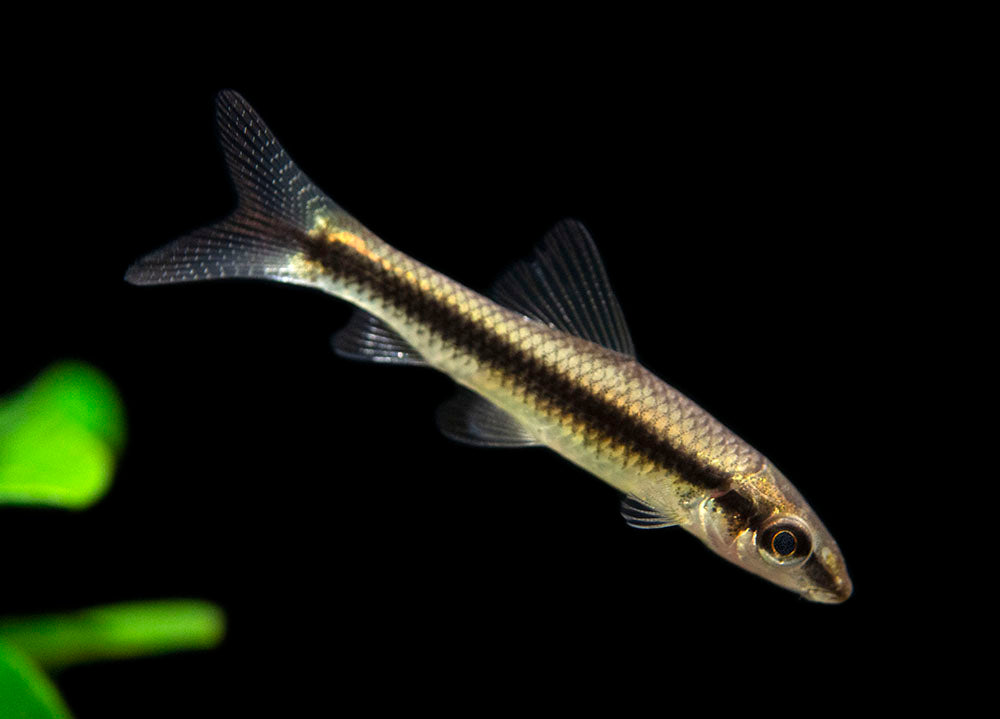 Siamese Algae Eater (Crossocheilus siamensis) Aquatic Arts on sale