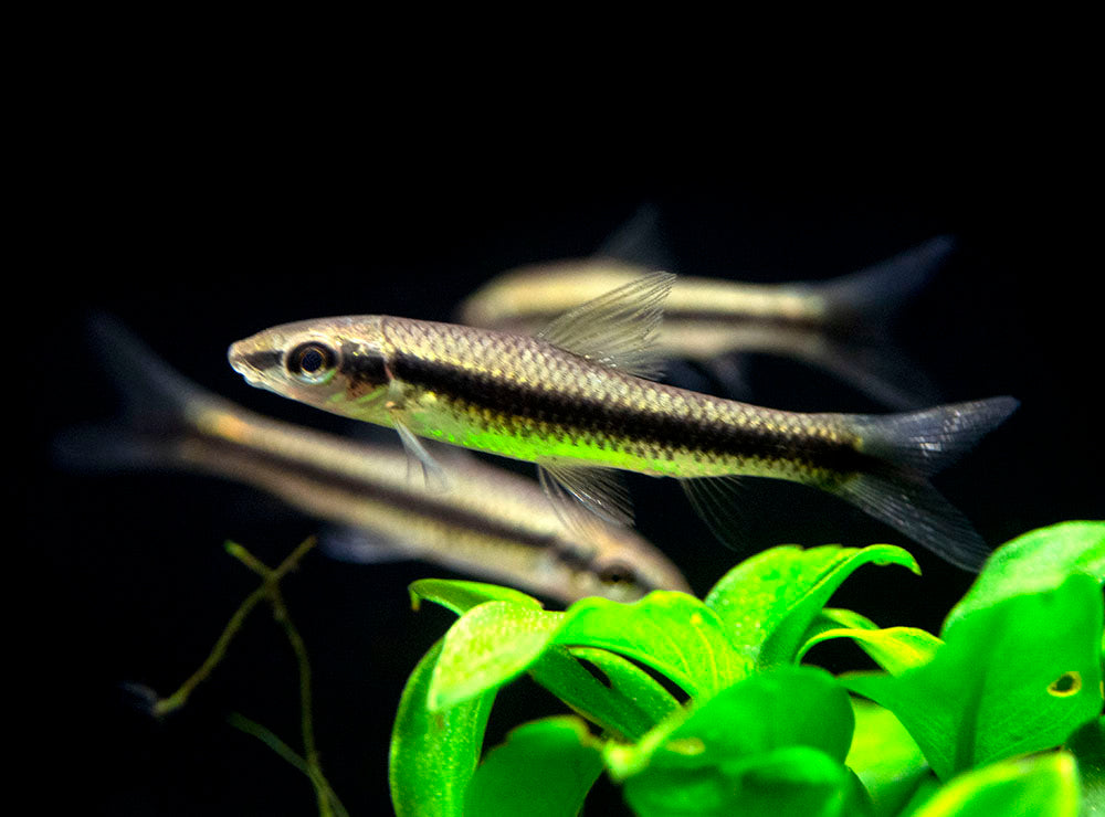 Siamese Algae Eater