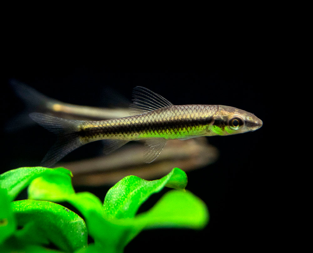 Siamese Algae Eater