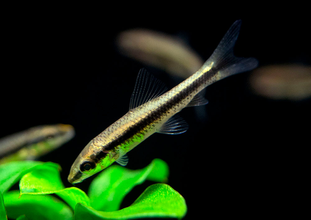 Siamese Algae Eater