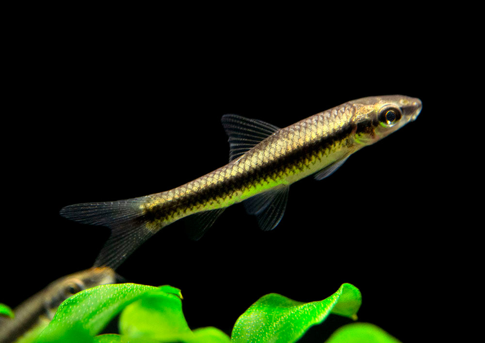Siamese Algae Eater