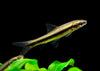 Siamese Algae Eater (Crossocheilus siamensis), Tank-Bred