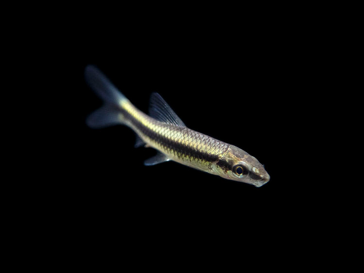 Siamese Algae Eater