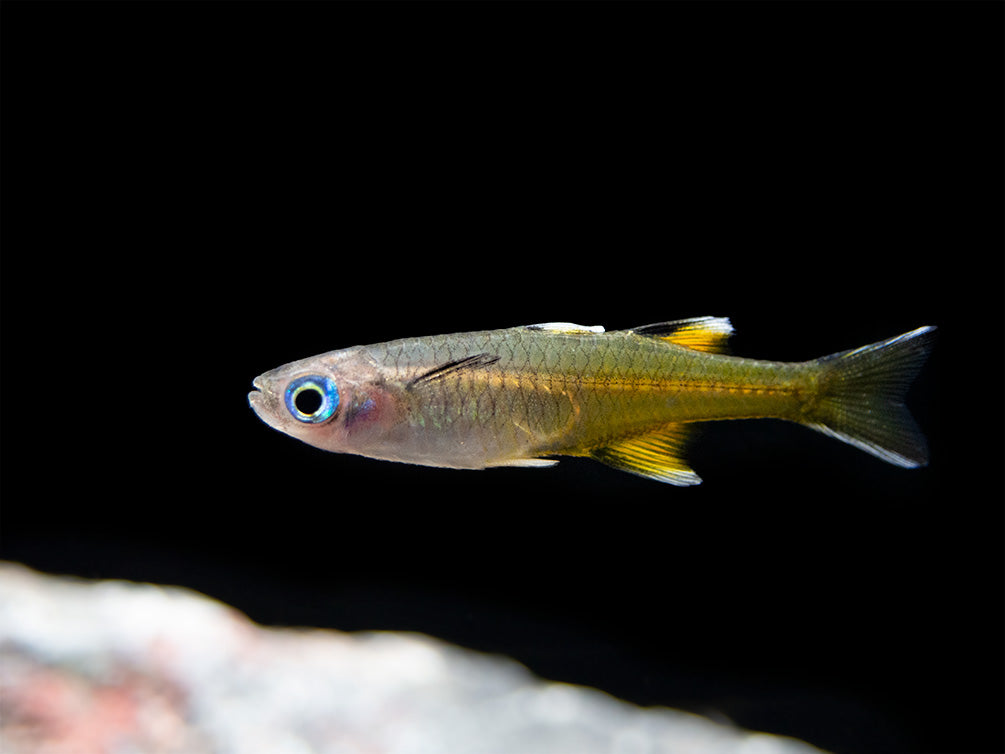 Pacific Signifier Blue Eye Rainbowfish (Pseudomugil signifer) - Tank-Bred!