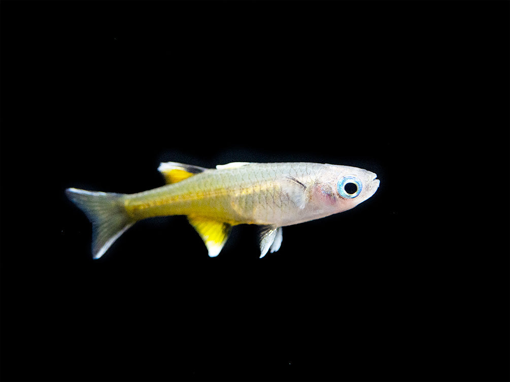 Pacific Signifier Blue Eye Rainbowfish (Pseudomugil signifer) - Tank-Bred!