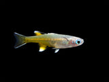 Pacific Signifier Blue Eye Rainbowfish (Pseudomugil signifer) - Tank-Bred!