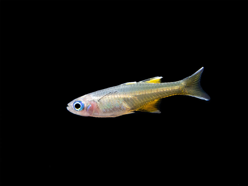 Pacific Signifier Blue Eye Rainbowfish (Pseudomugil signifer) - Tank-Bred!