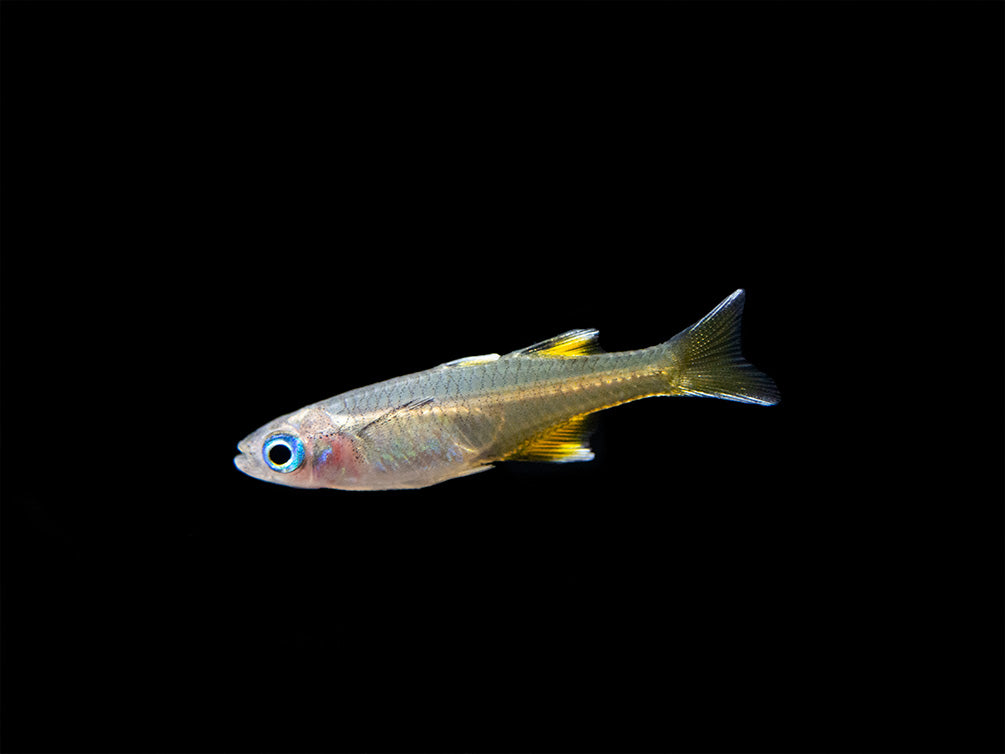 Pacific Signifier Blue Eye Rainbowfish (Pseudomugil signifer) - Tank-Bred!