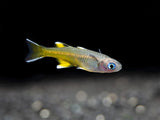 Pacific Signifier Blue Eye Rainbowfish (Pseudomugil signifer) - Tank-Bred!