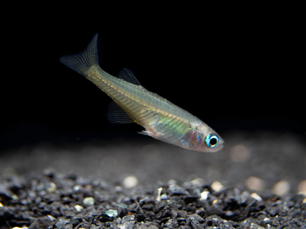 Pacific Signifier Blue Eye Rainbowfish (Pseudomugil signifer) - Tank-Bred!