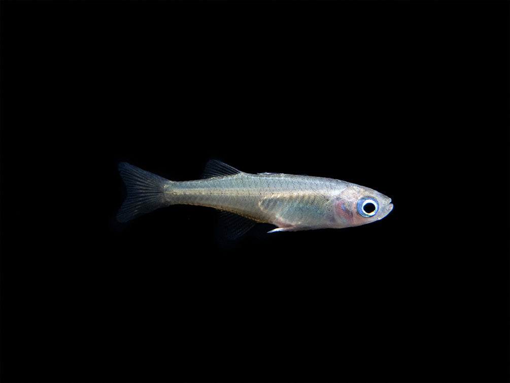 Pacific Signifier Blue Eye Rainbowfish (Pseudomugil signifer) - Tank-Bred!