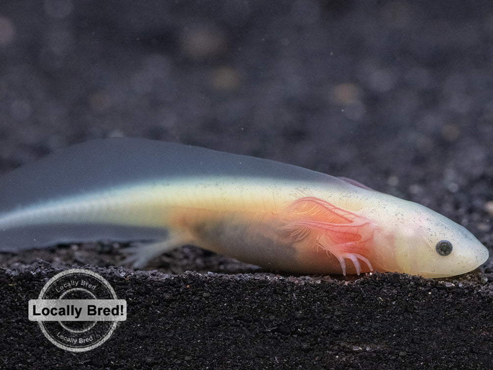 Lucy (Leucistic) Axolotl (Ambystoma mexicanum), Locally Bred!