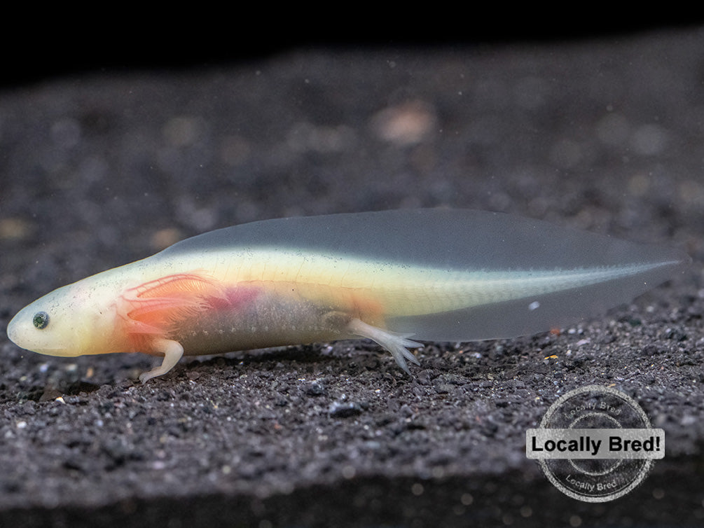 Lucy (Leucistic) Axolotl (Ambystoma mexicanum), Locally Bred!