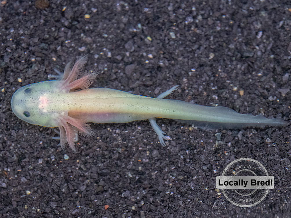 Lucy (Leucistic) Axolotl (Ambystoma mexicanum), Locally Bred!