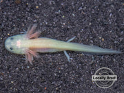 Lucy (Leucistic) Axolotl (Ambystoma mexicanum), Locally Bred!