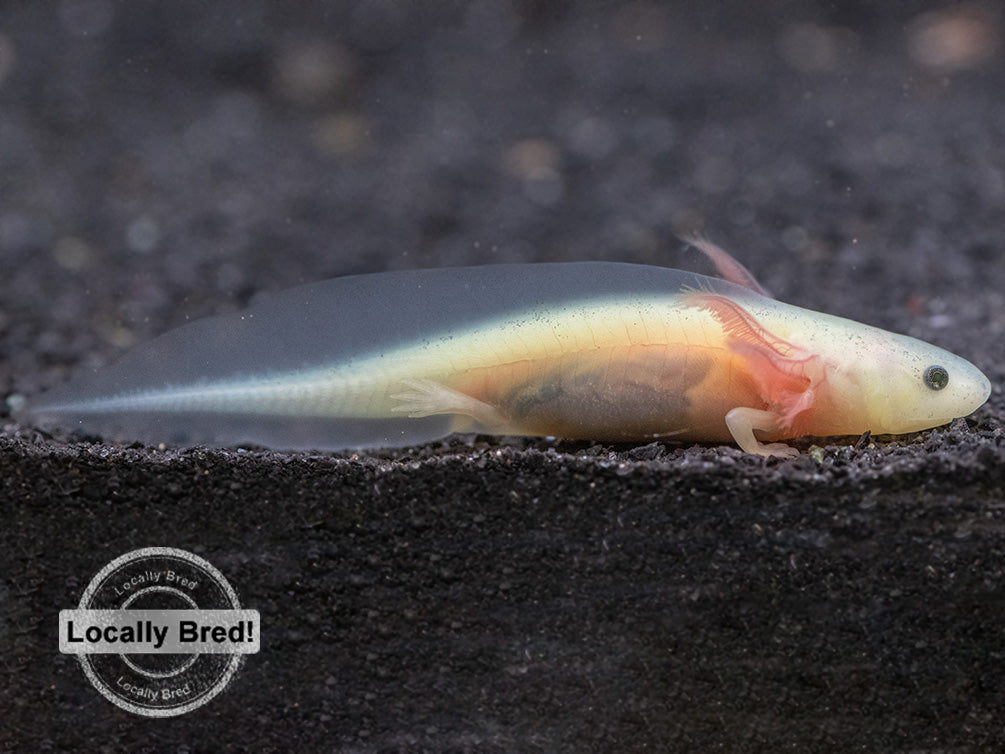 Lucy (Leucistic) Axolotl (Ambystoma mexicanum), Locally Bred!