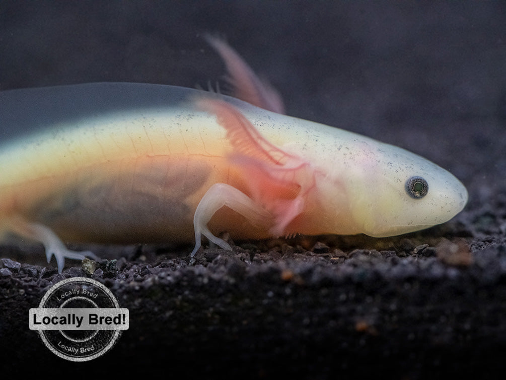 Lucy (Leucistic) Axolotl (Ambystoma mexicanum), Locally Bred!