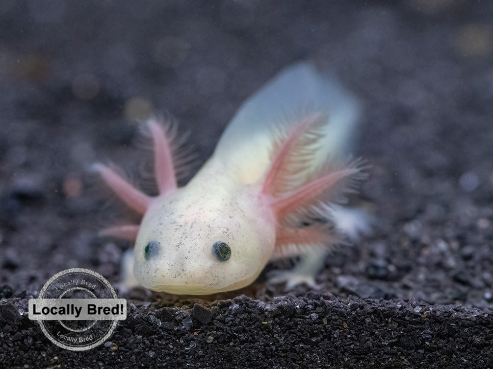 Lucy (Leucistic) Axolotl (Ambystoma mexicanum), Locally Bred!