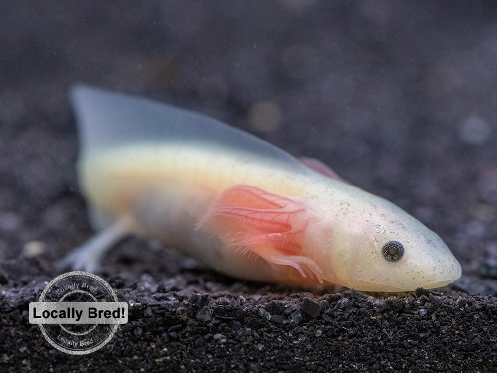 Lucy (Leucistic) Axolotl (Ambystoma mexicanum), Locally Bred!