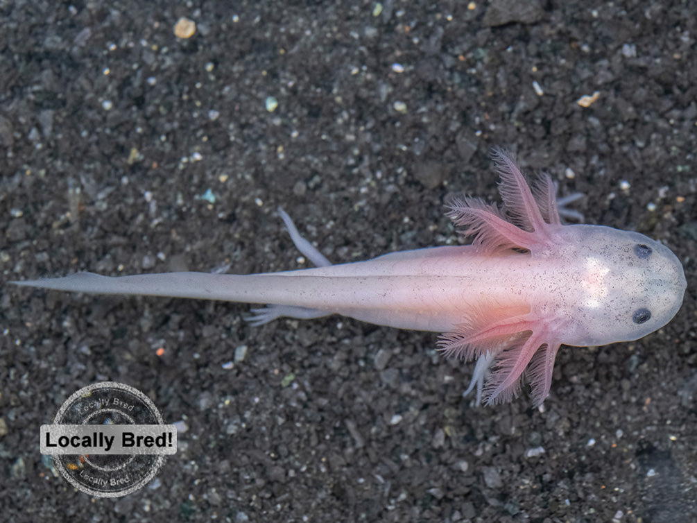 Lucy (Leucistic) Axolotl (Ambystoma mexicanum), Locally Bred!